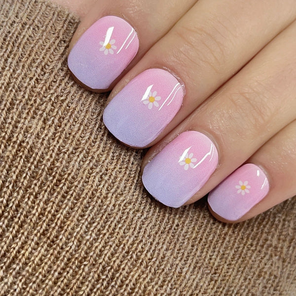 Ombre daisies