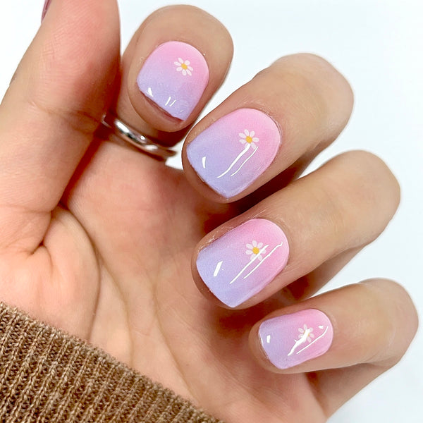 Ombre daisies